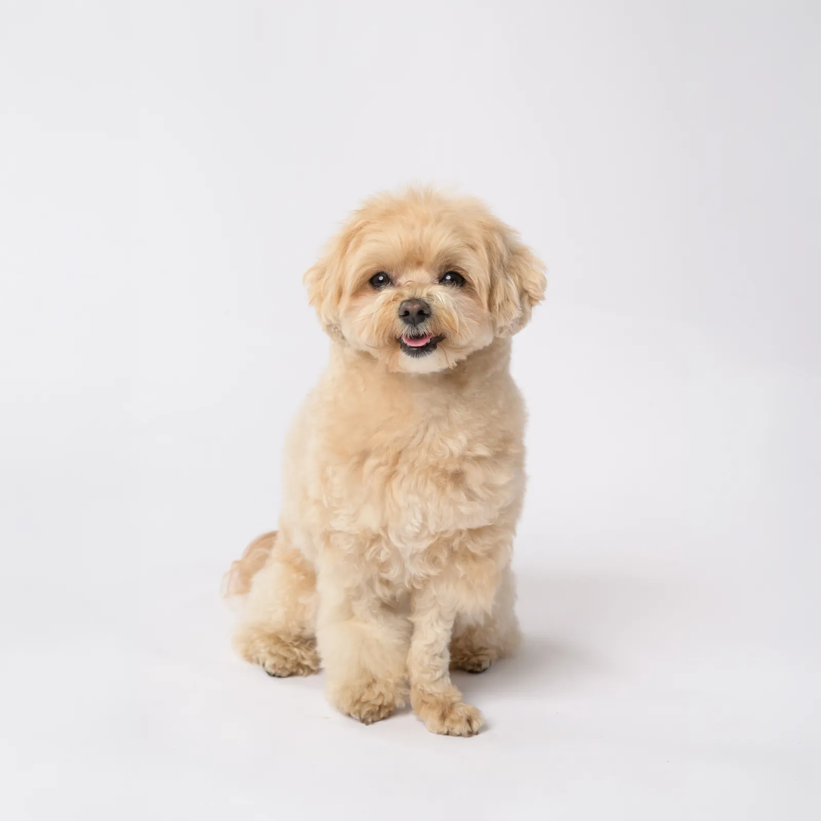dographyが撮影した愛犬のポートレート