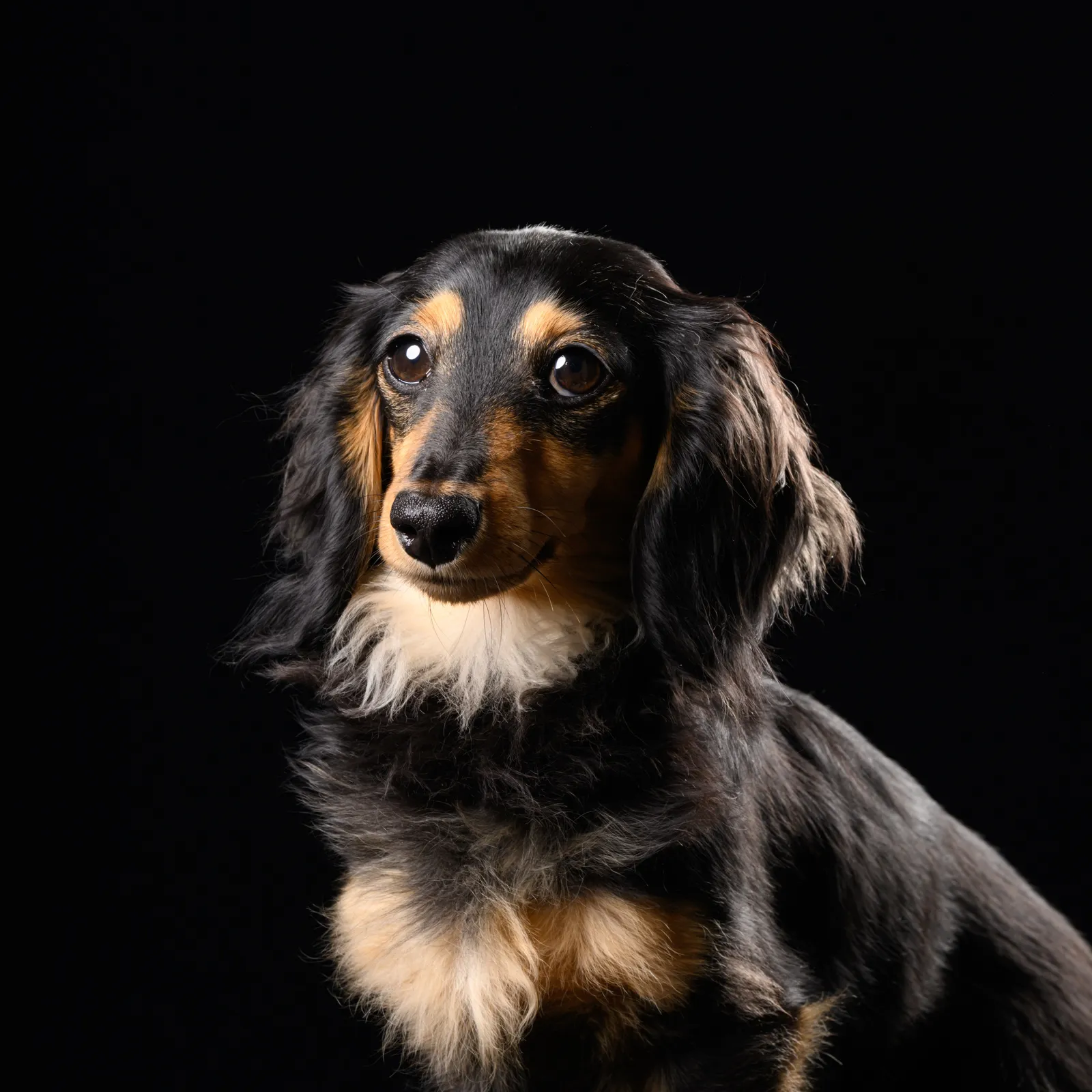 dographyが撮影した愛犬のポートレート