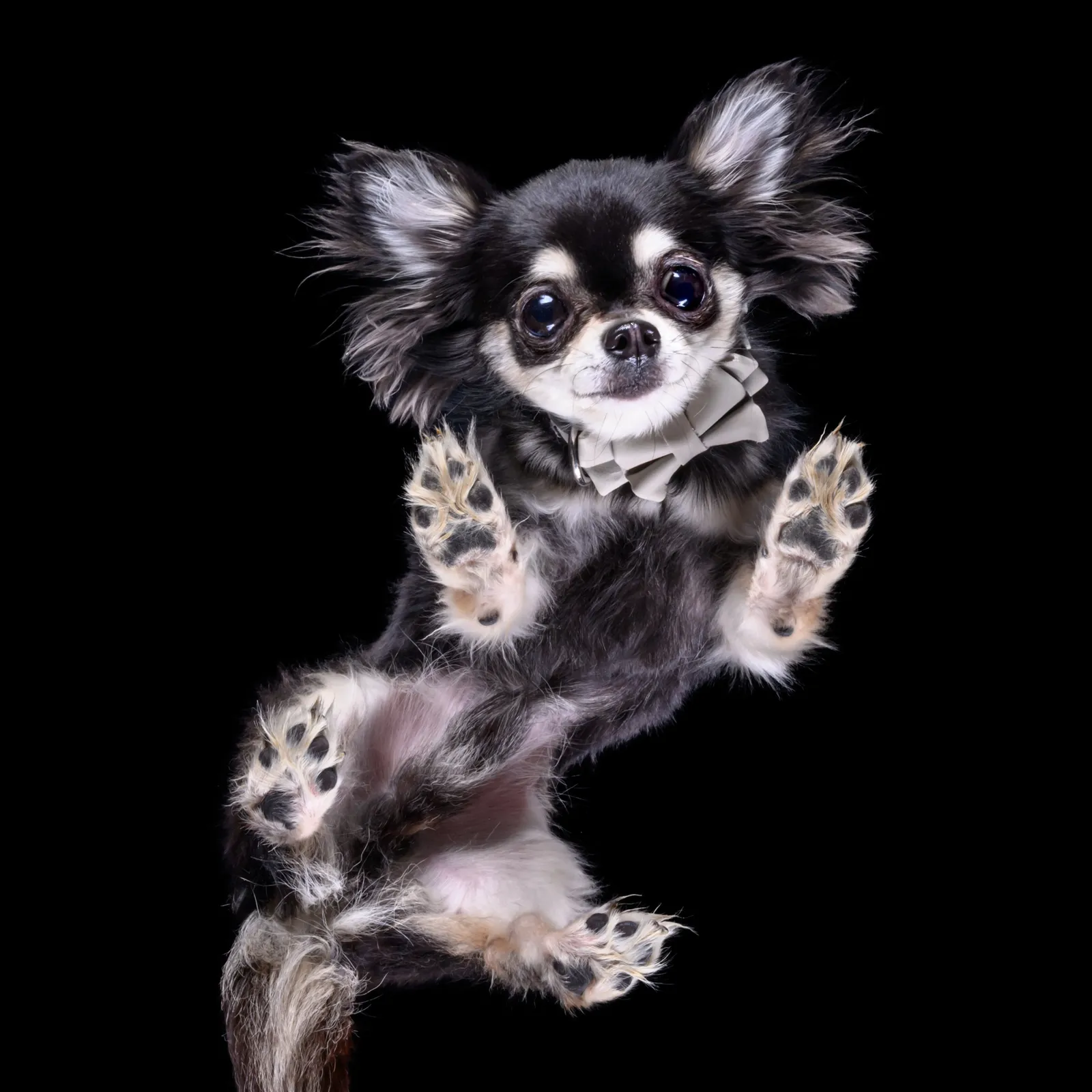 dographyが撮影した愛犬のポートレート