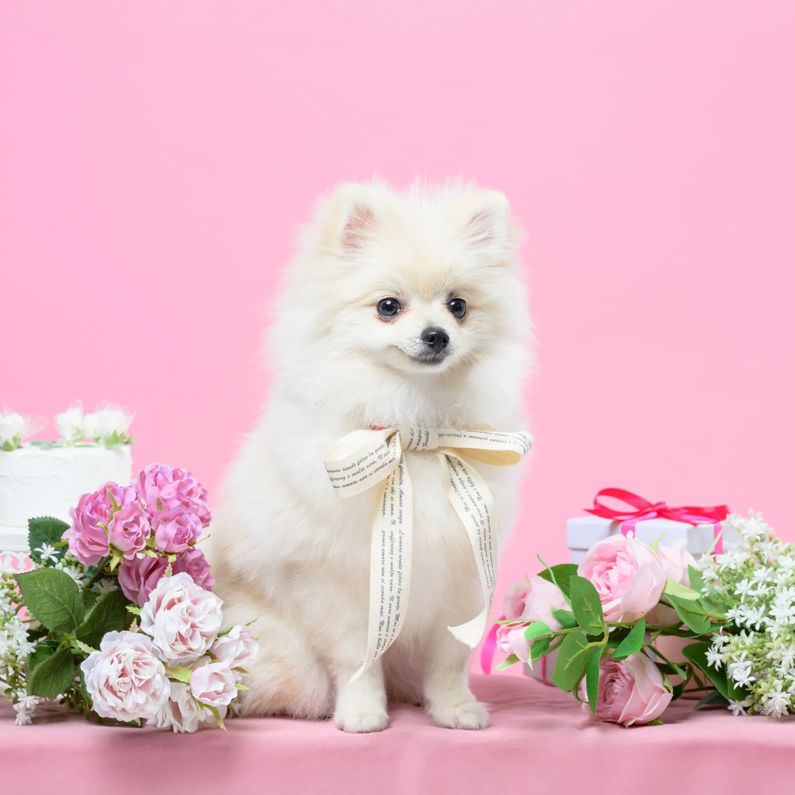 dographyが撮影した愛犬のポートレート